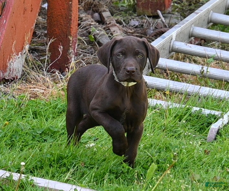 German Shorthaired Pointer dogs Buck - Ad 38