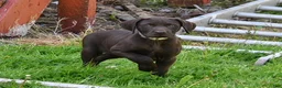 German Shorthaired Pointer dogs for sale: Buck - Ad 2