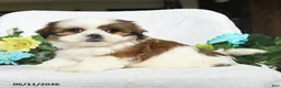 Shih Tzu dogs for sale: Jamey - Ad 1