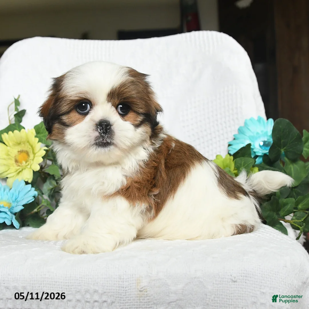 Shih Tzu dogs for sale: Jamey - Ad 1