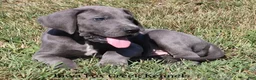 Great Dane dogs for sale: Sarge - Ad 5