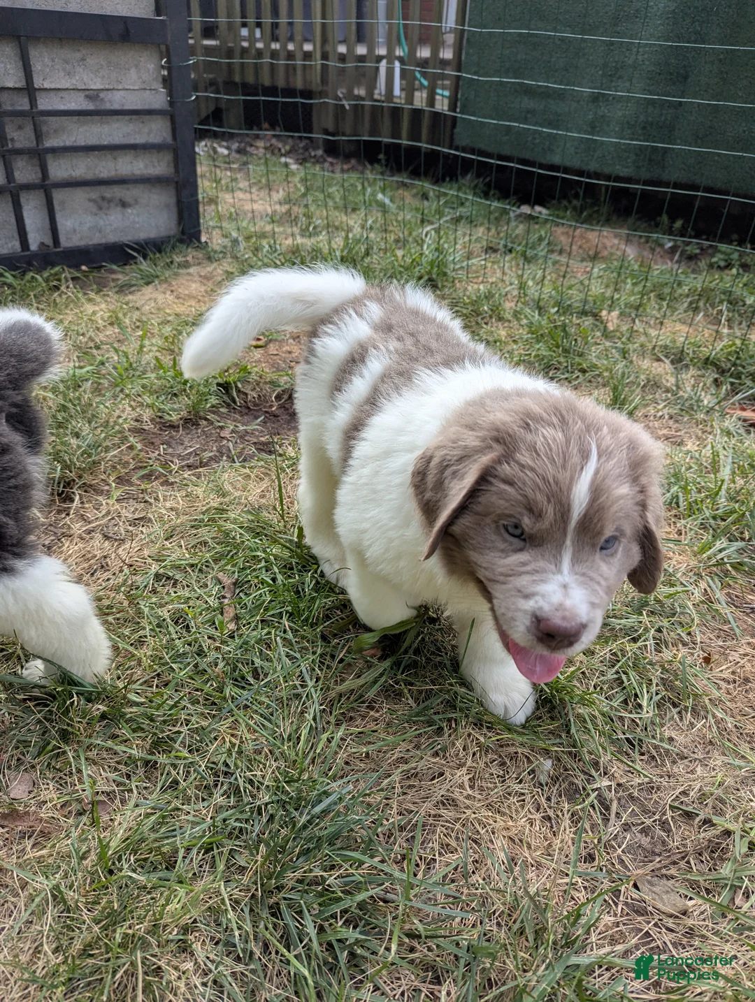 Newfoundland dogs for sale: Sketti Dozer - Ad 2