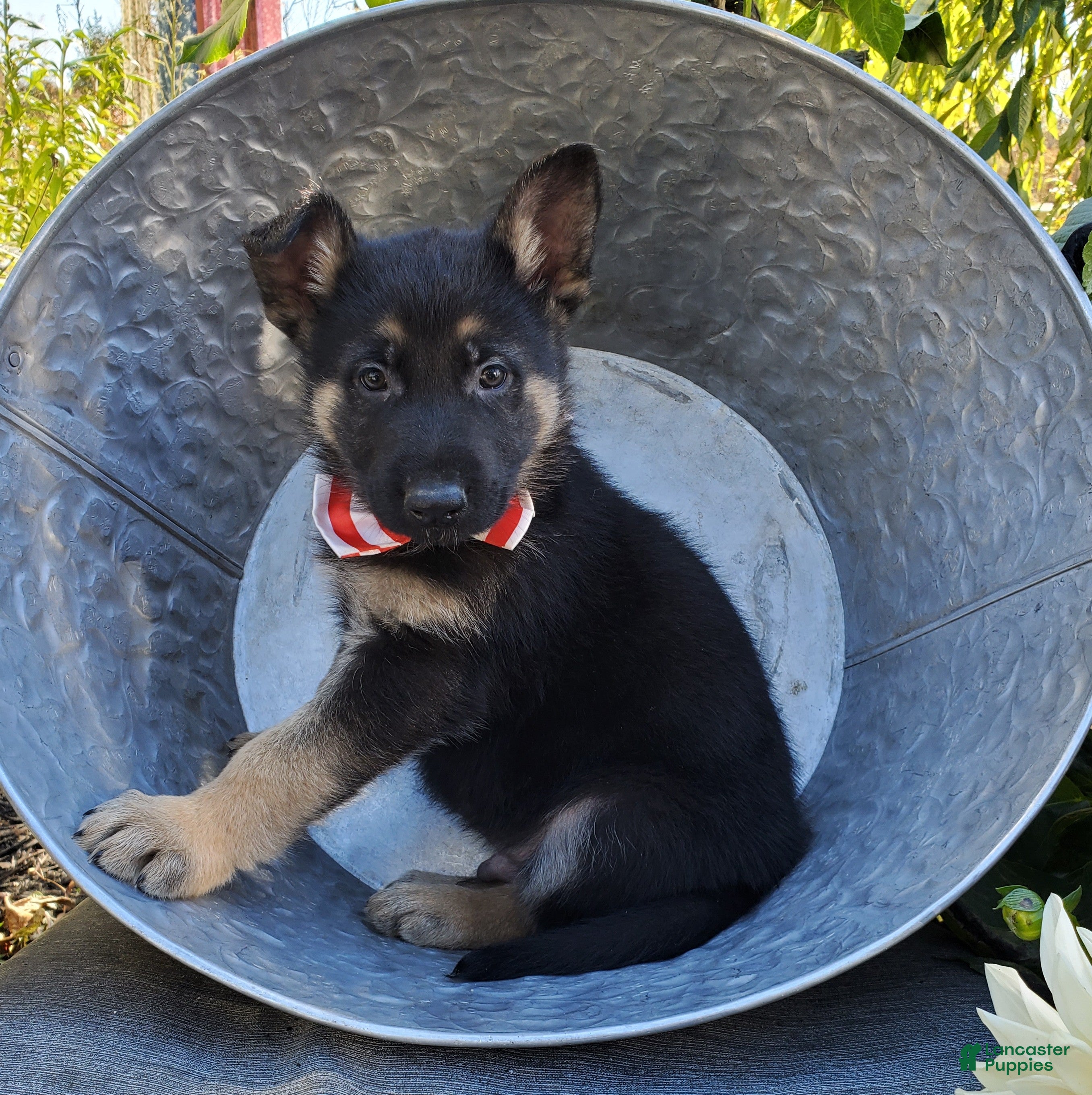 German Shepherd dogs for sale: Tommy - Ad 1