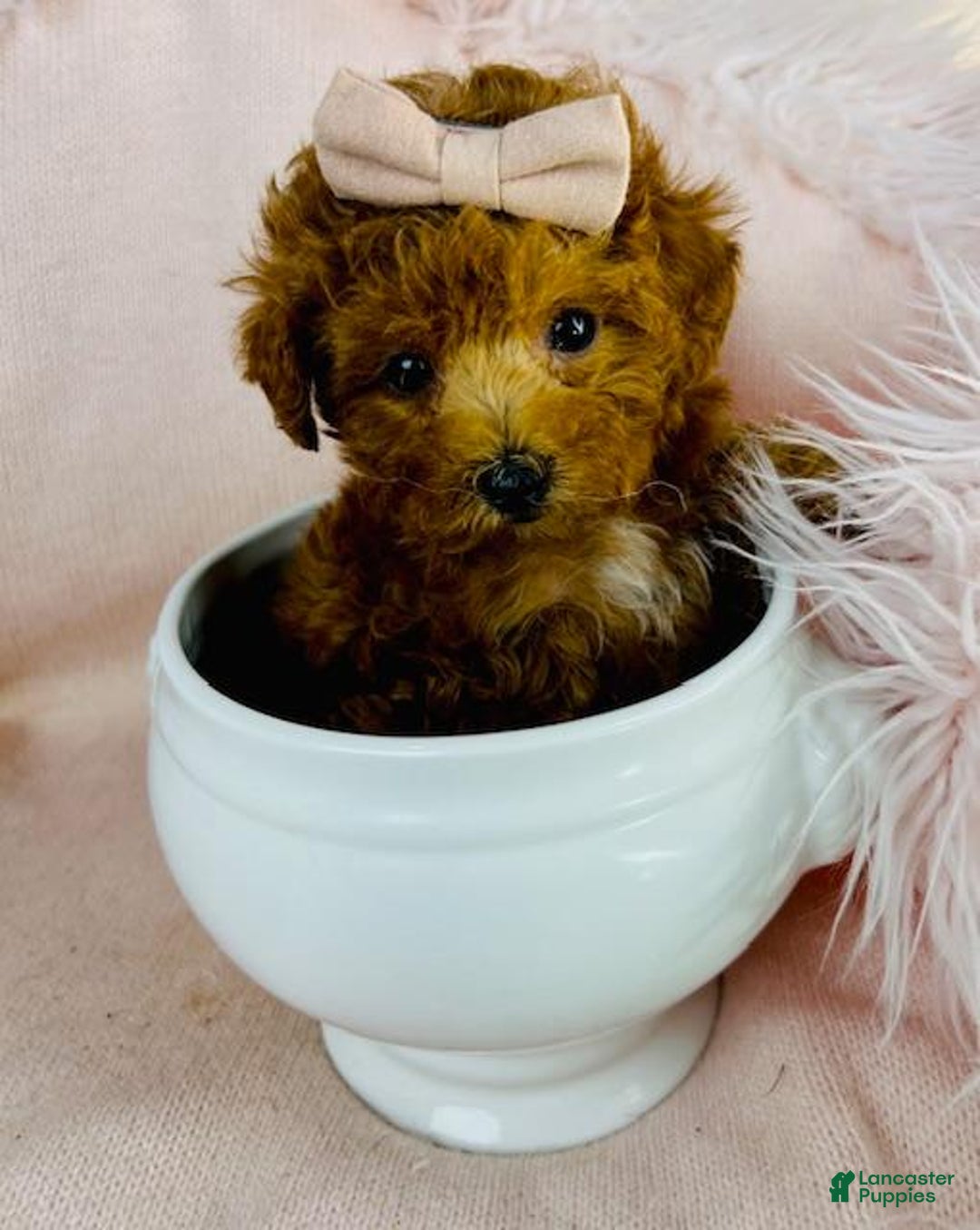 Toy Poodle dogs for sale: Poodle Puppy 1 - Ad 3