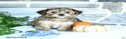 Yochon dogs for sale: Ezekiel - Ad 2