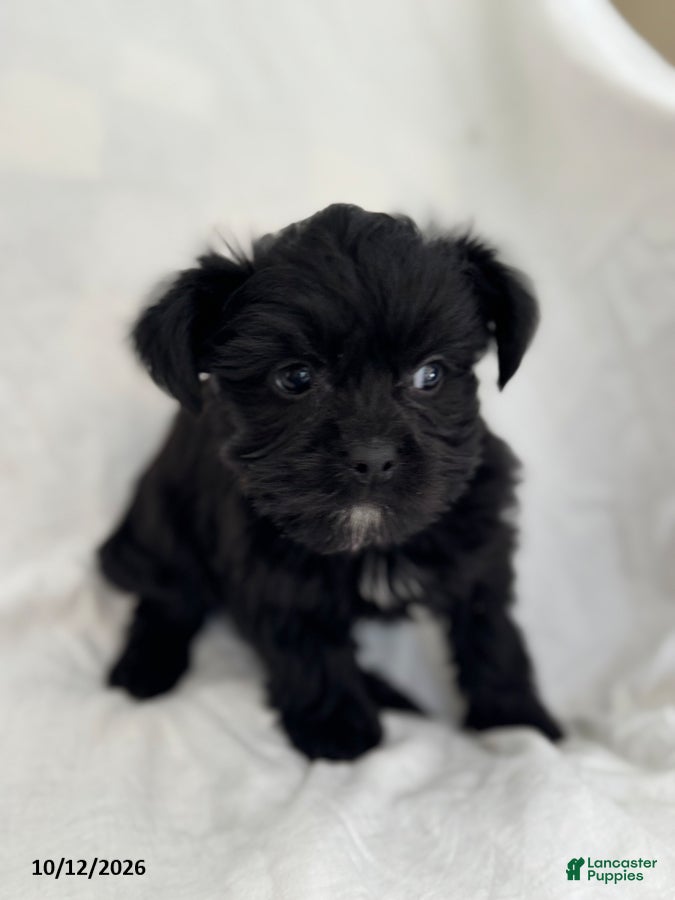 Mixed Breed dogs Buster - Ad 1
