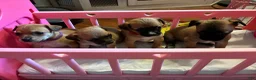Mixed Breed dogs for sale: Tulip - Ad 2