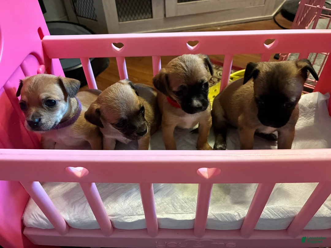 Mixed Breed dogs for sale: Tulip - Ad 2