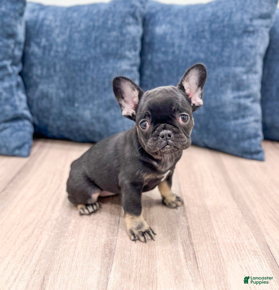 French Bulldog dogs for sale: Bella - Ad 3