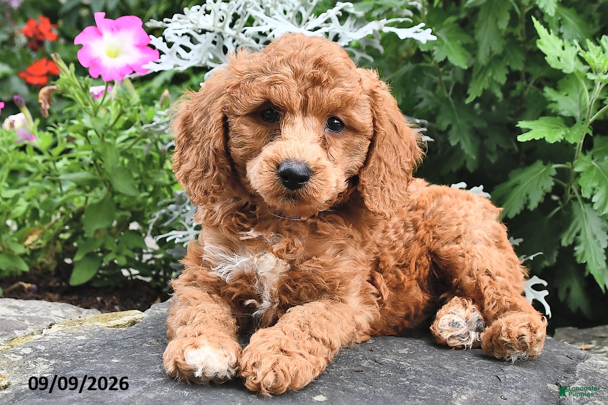 Miniature Poodle dogs Phil  - Ad 1