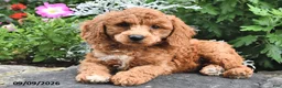 Miniature Poodle dogs for sale: Phil  - Ad 1