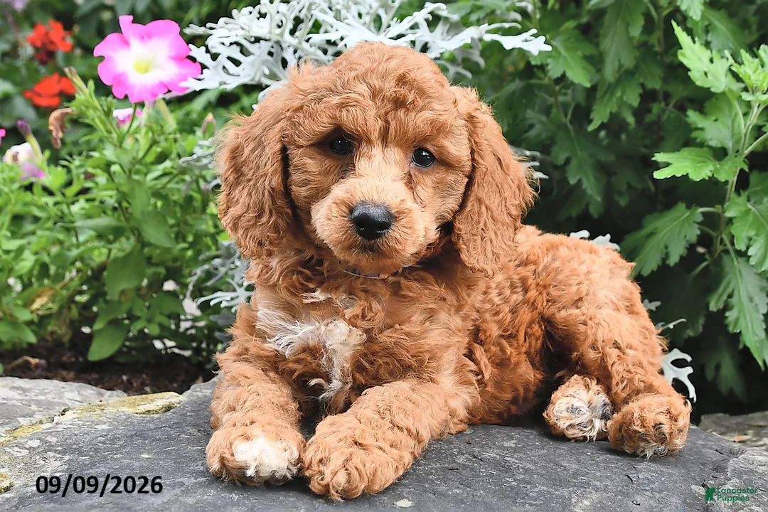 Miniature Poodle dogs for sale: Phil  - Ad 1