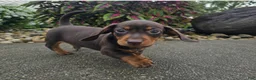 Dachshund dogs for sale: Rock - Ad 5