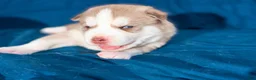 Siberian Husky dogs for sale: Zaiden - Ad 4