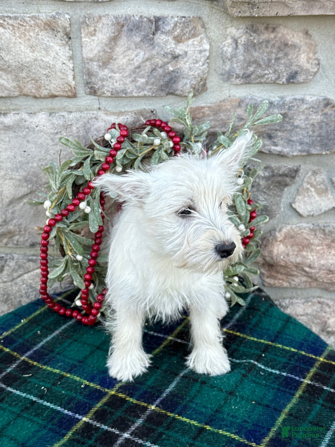 West Highland Terrier dogs for sale: Flower - Ad 3