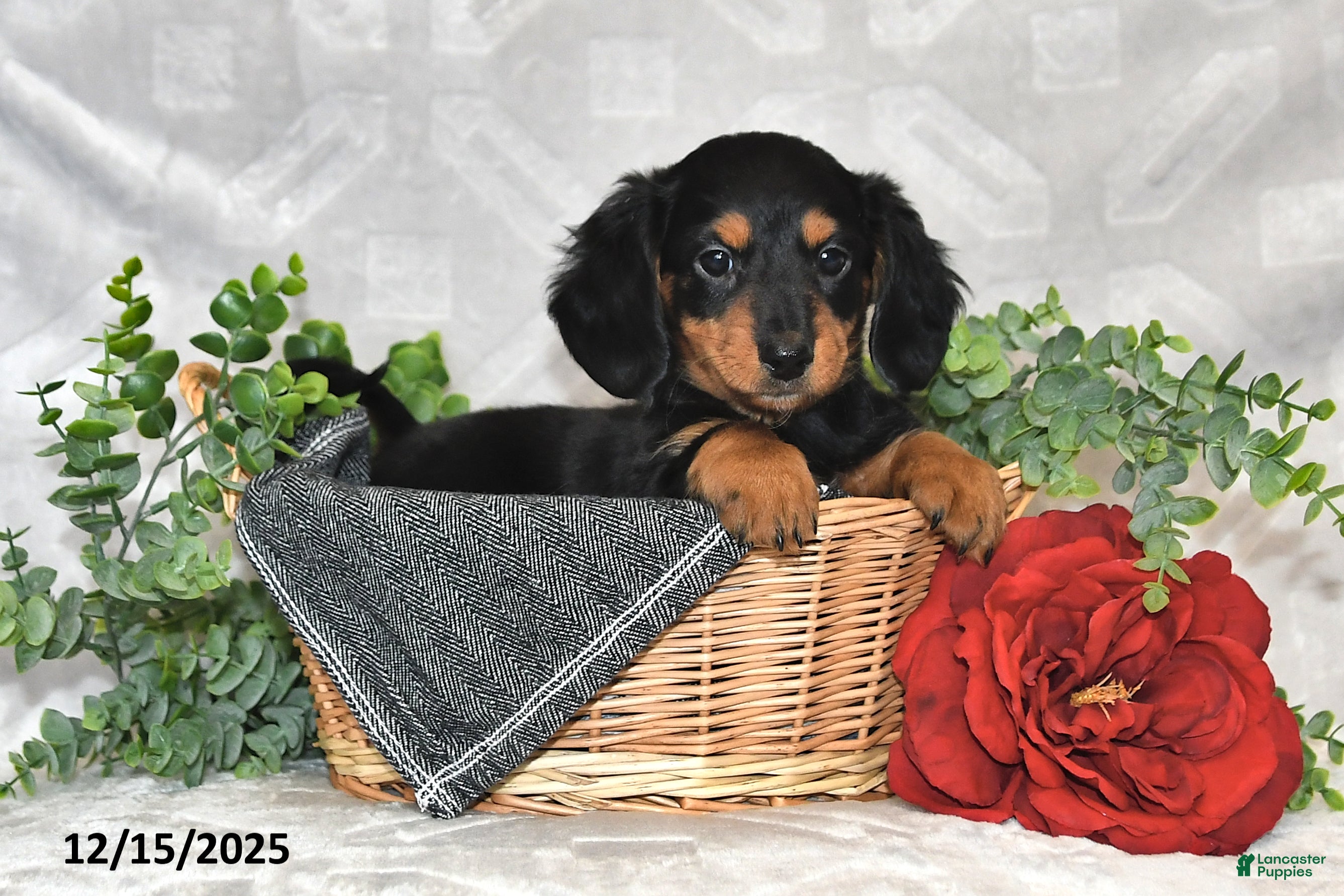 Dachshund dogs Carson - Ad 10