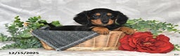 Dachshund dogs for sale: Carson - Ad 1