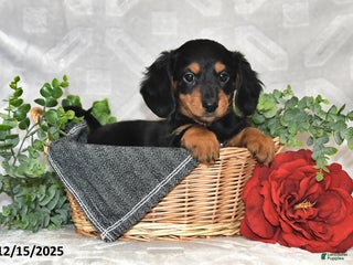 Dachshund dogs Carson - Ad 10