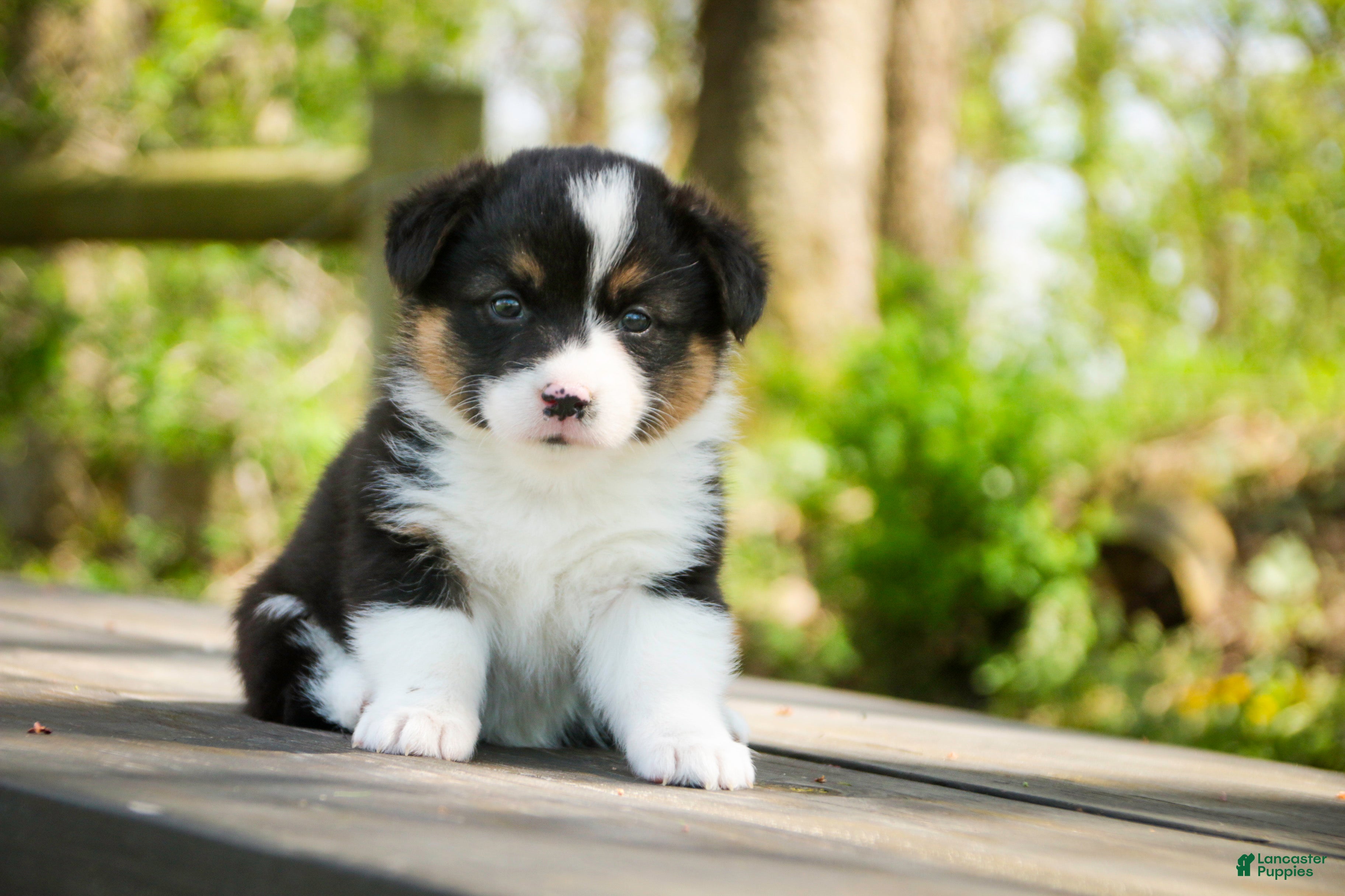 Welsh Corgi Pembroke dogs Genevieve - Ad 1