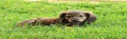 Miniature Dachshund dogs for sale: Josh - Ad 3