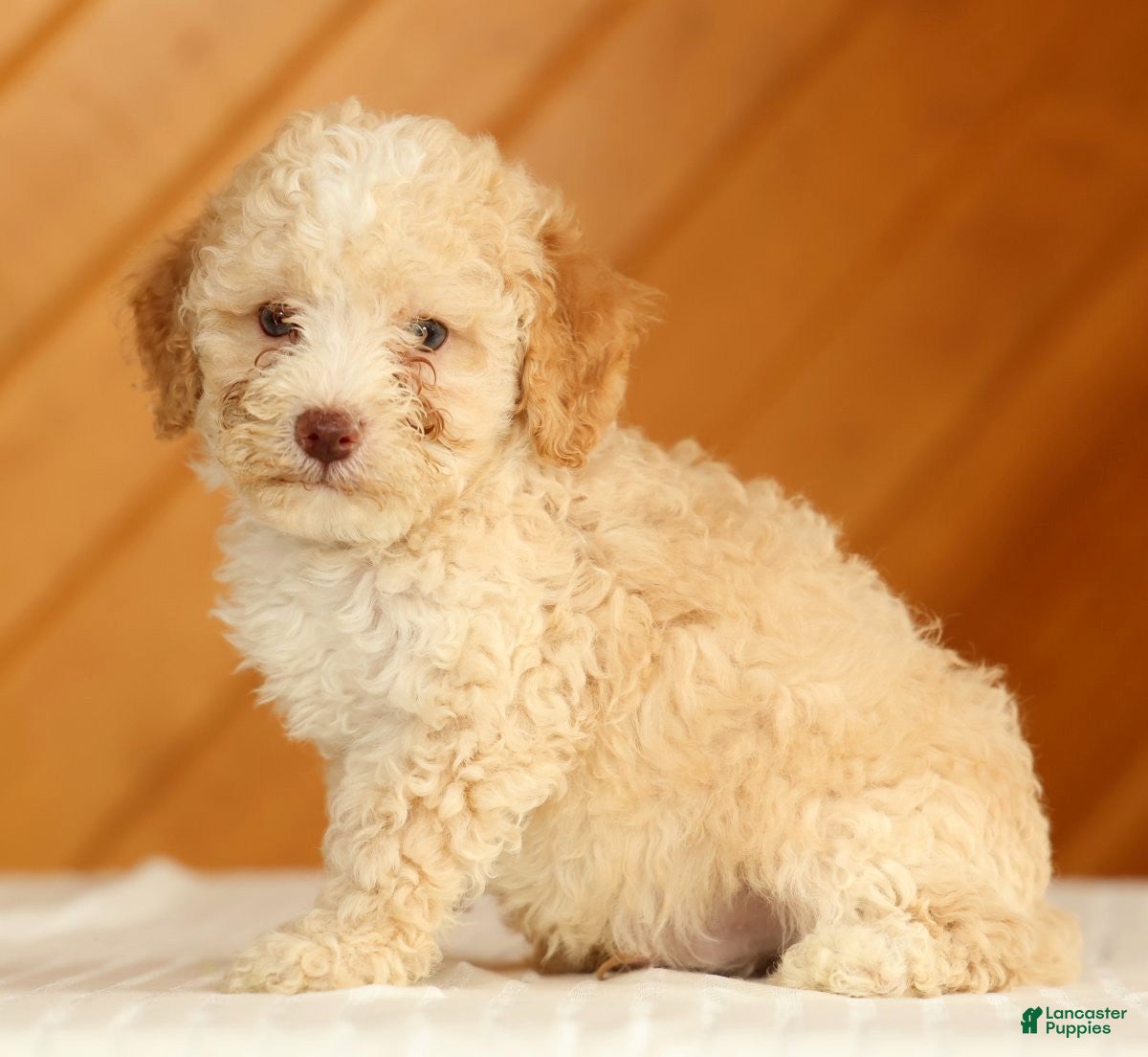 Toy Poodle dogs Dusty - Ad 2