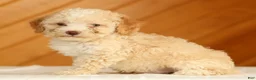 Toy Poodle dogs for sale: Dusty - Ad 2