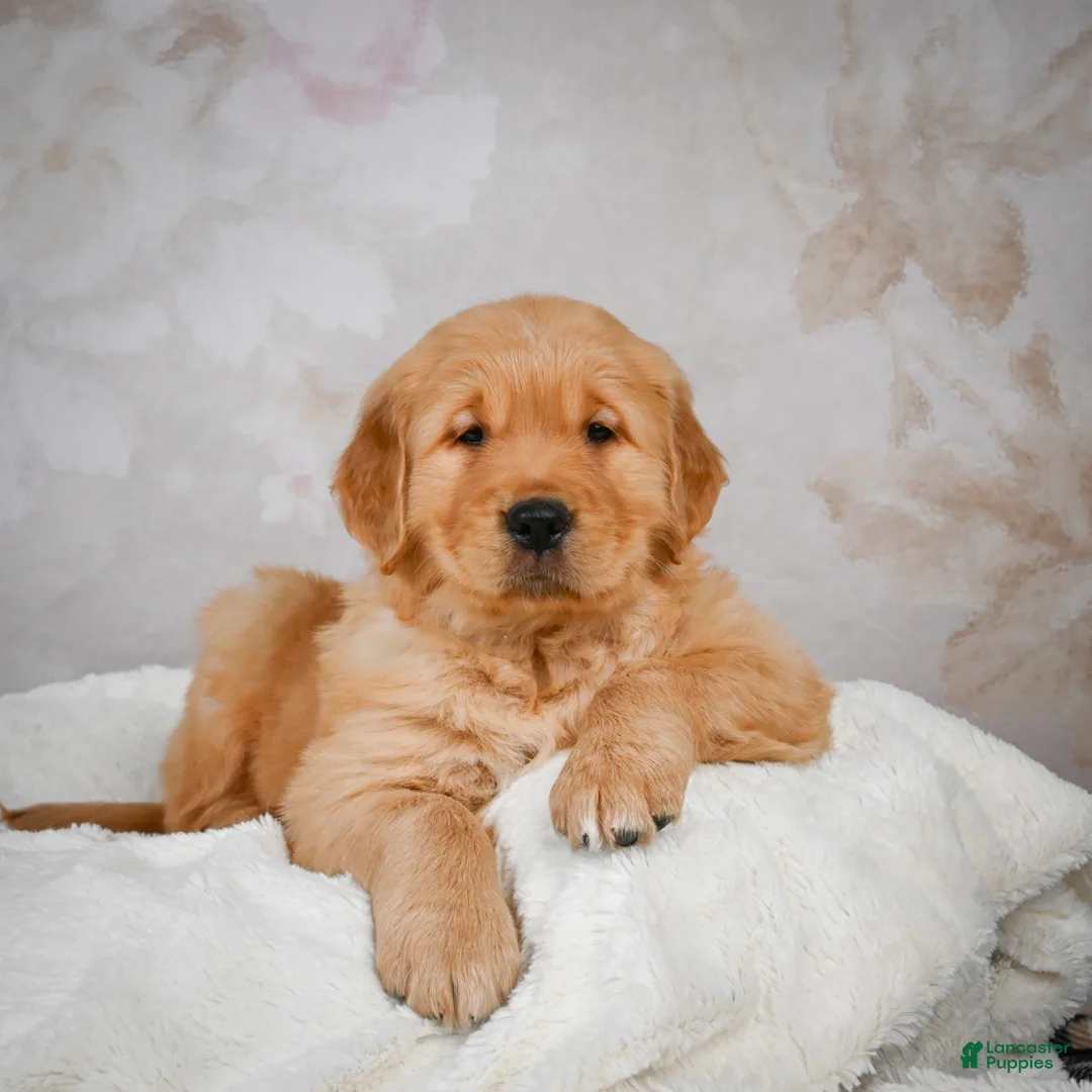 Golden Retriever dogs for sale: Rocco - Ad 10