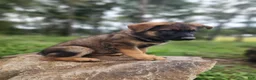 German Shepherd dogs for sale:  Thora - Ad 5