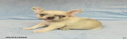French Bulldog dogs for sale: Verlin - Ad 1