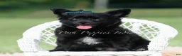 Chihuahua dogs for sale: Nico - Ad 1