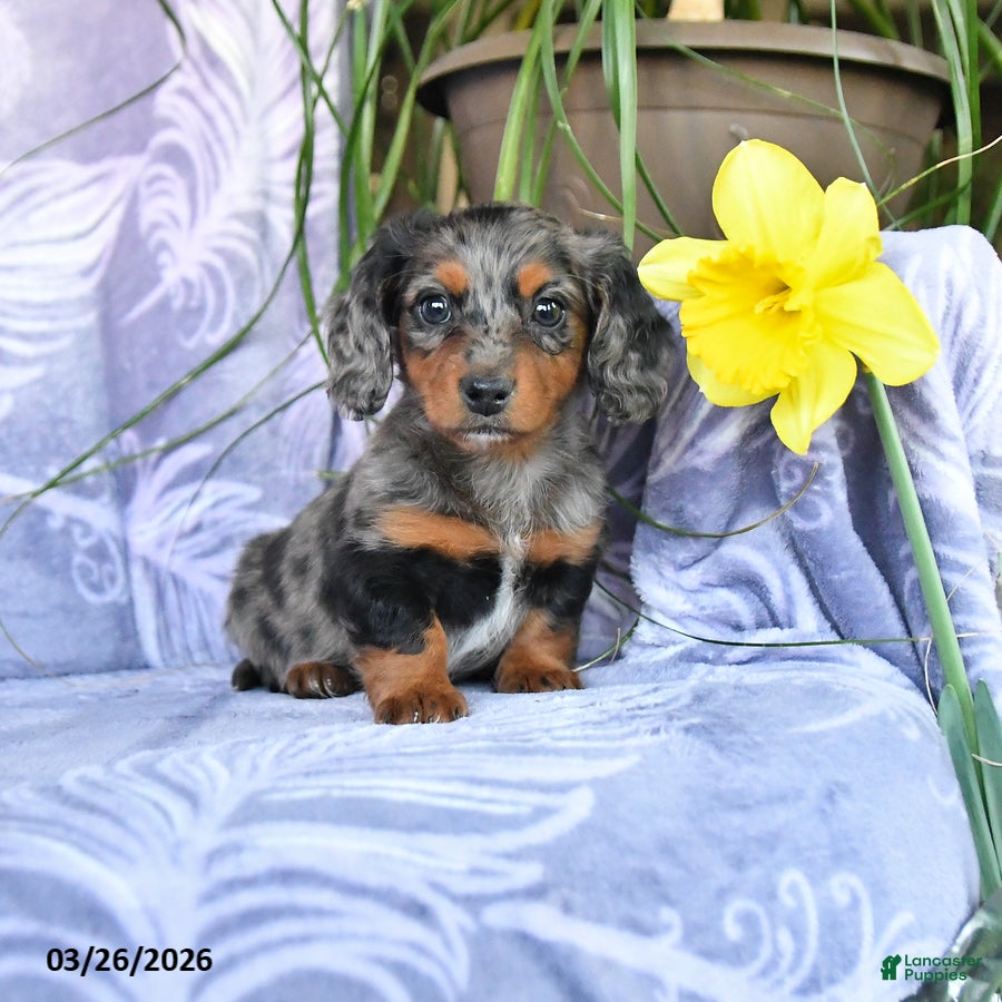 Miniature Dachshund dogs Duchess - Ad 1