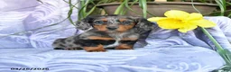 Miniature Dachshund dogs for sale: Duchess - Ad 1