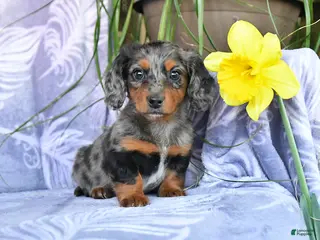 Miniature Dachshund dogs for sale: Duchess - Ad 3