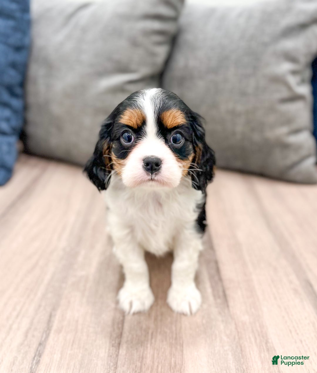 Cavalier King Charles Spaniel dogs for sale: Chloe - Ad 1