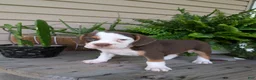 Beabull dogs for sale: Max - Ad 4