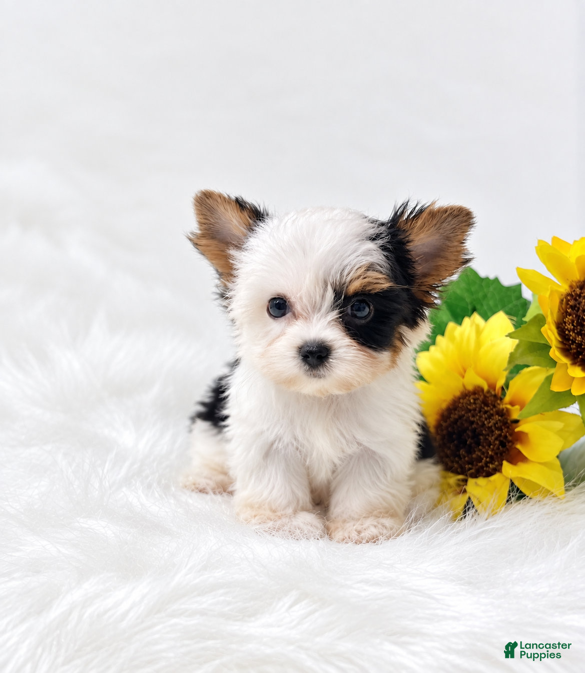 Biewer Terrier dogs Biewer Terrier 1 - Ad 1