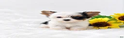Biewer Terrier dogs for sale: Biewer Terrier 1 - Ad 1