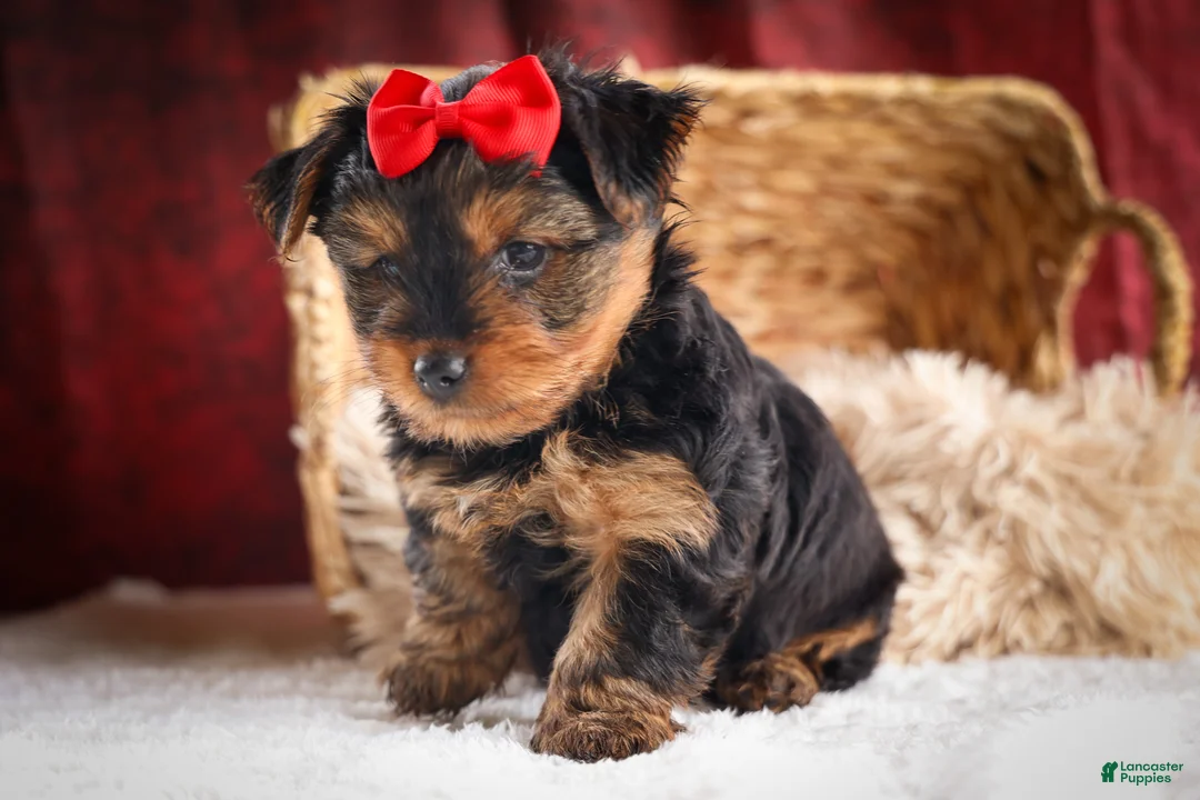 Yorkshire Terrier dogs for sale: DOC - Ad 2