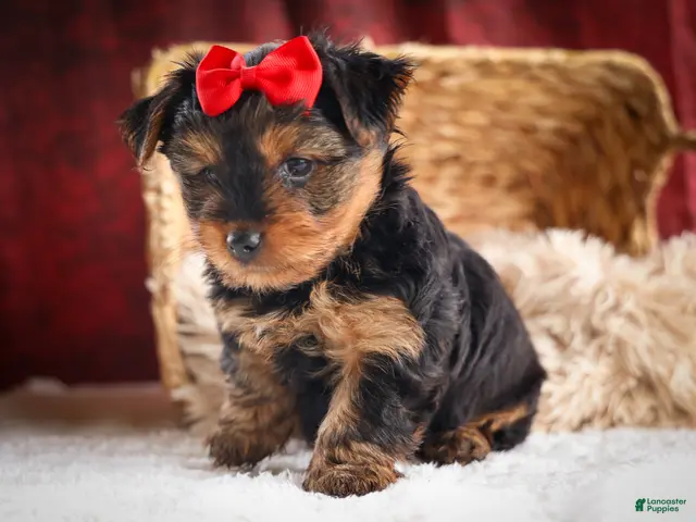 Yorkshire Terrier dogs DOC - Ad 2