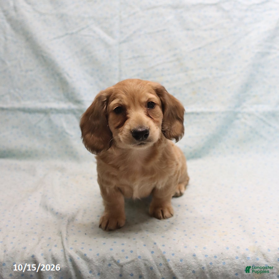 Dachshund dogs Andrew - Ad 2