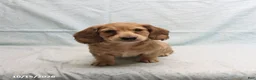 Dachshund dogs for sale: Andrew - Ad 2