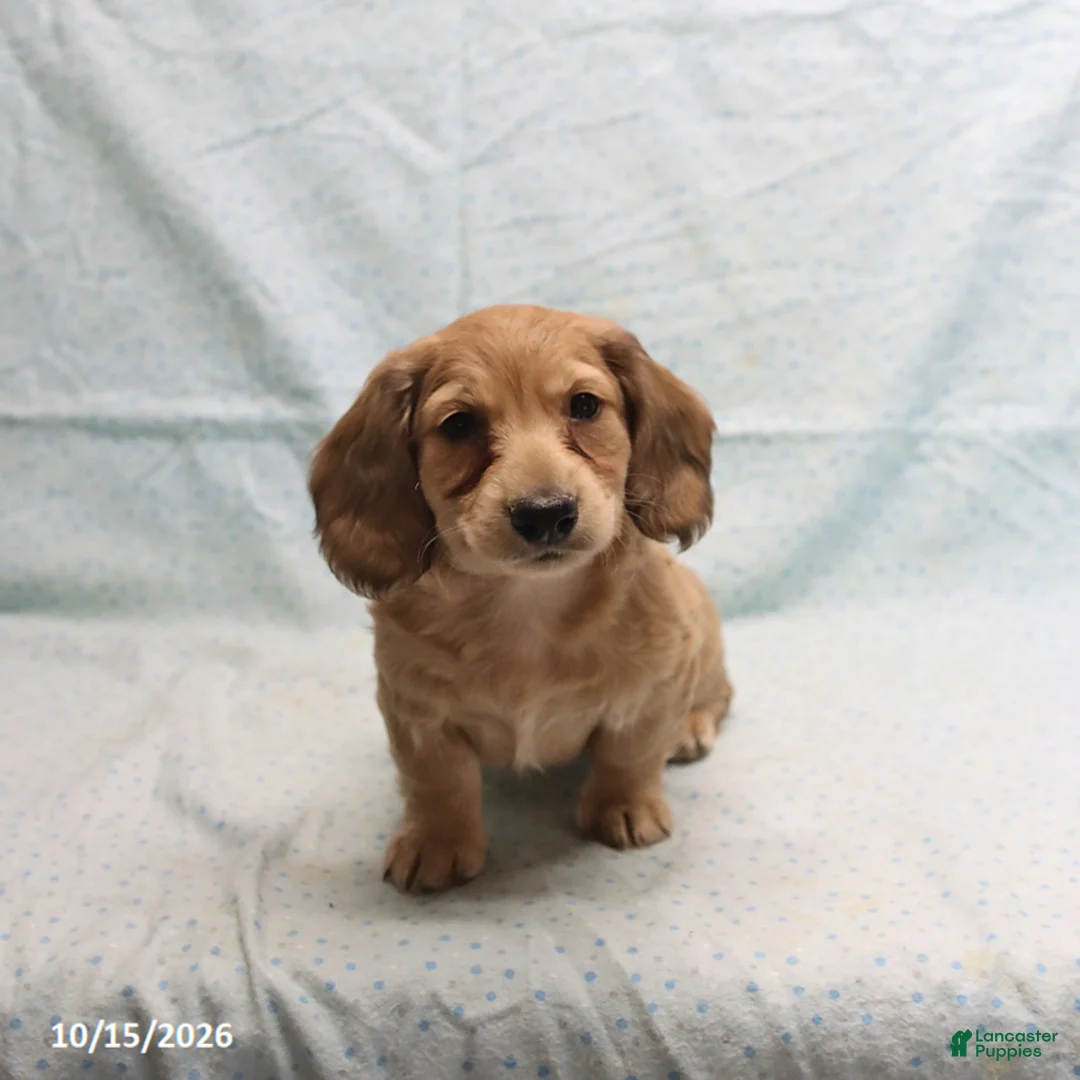 Dachshund dogs for sale: Andrew - Ad 2