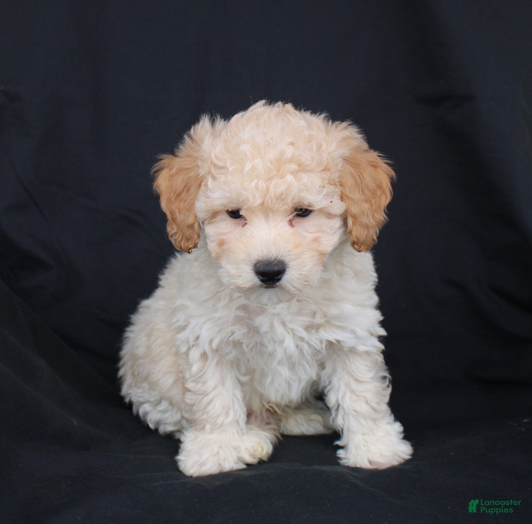 Bichpoo dogs for sale: Pluto - Ad 5