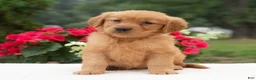 Golden Retriever dogs for sale: Kari  - Ad 4