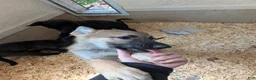 German Shepherd dogs for sale: Oksana - Ad 4