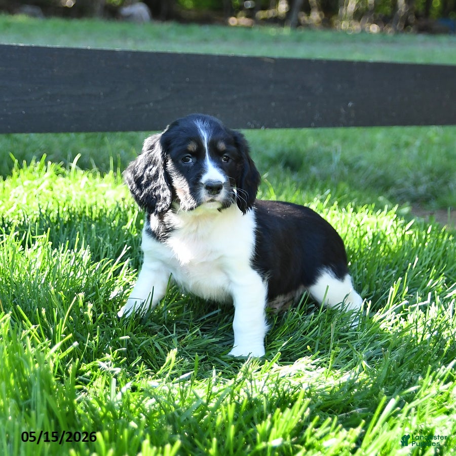 English Springer Spaniel dogs Gem   - Ad 2