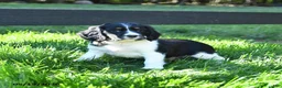English Springer Spaniel dogs for sale: Gem   - Ad 2