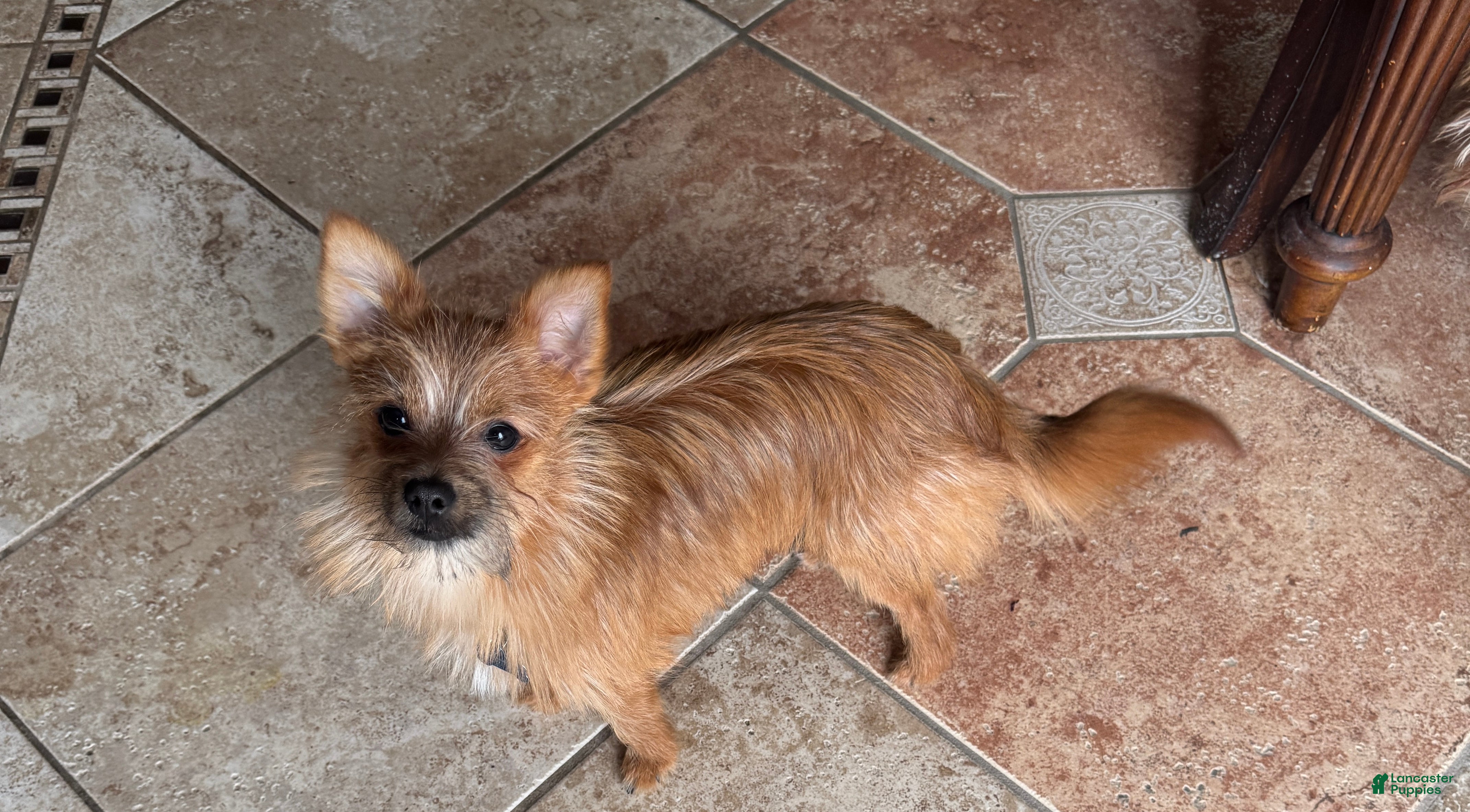 Mixed Breed dogs Kash - Ad 19