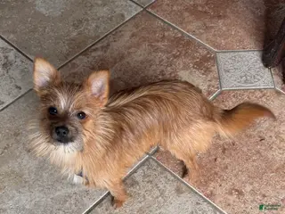 Mixed Breed dogs Kash - Ad 19