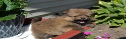 Pomeranian dogs for sale: Winx - Ad 2